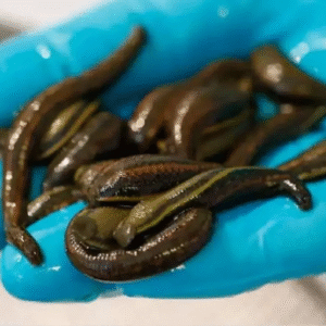 زالوی طبی گیرا8_10سانتی