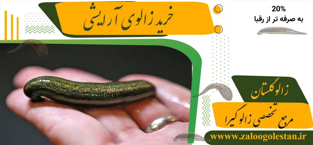 خرید زالوی آرایشی