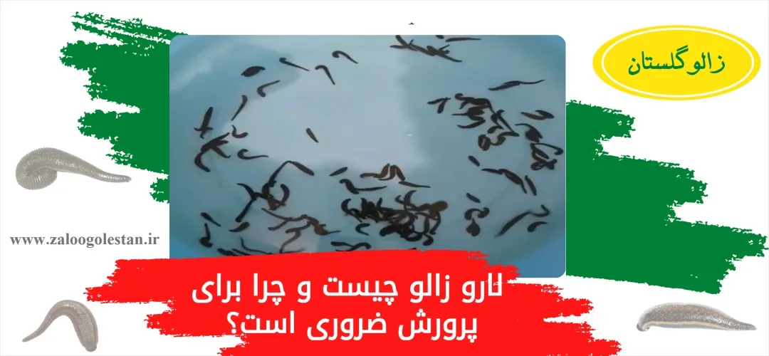 خرید لارو زالو