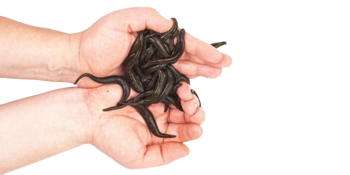 زالوگلستان